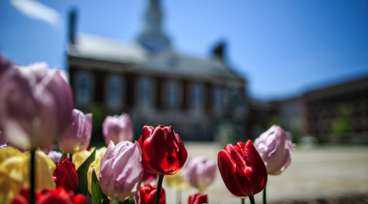 Image of tulips at Keen Johnson Building